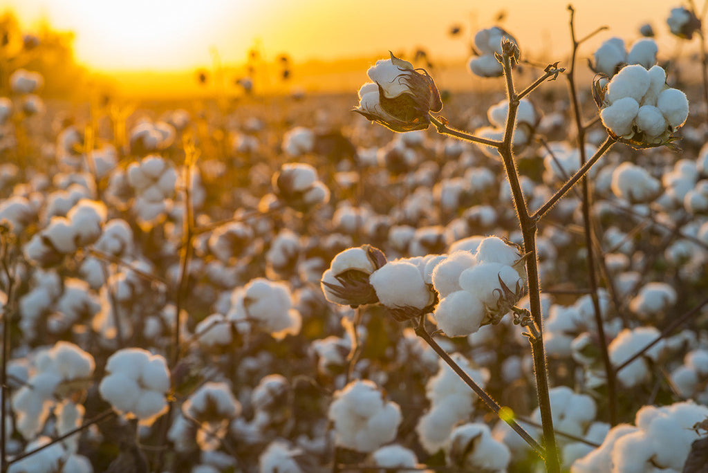 organic cotton vs conventionally grown cotton